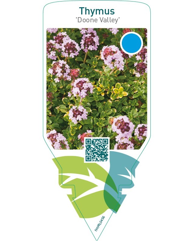 Thymus ‘Doone Valley’