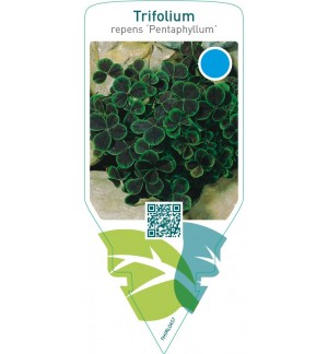 Trifolium repens ‘Pentaphyllum’
