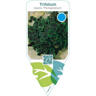 Trifolium repens ‘Pentaphyllum’