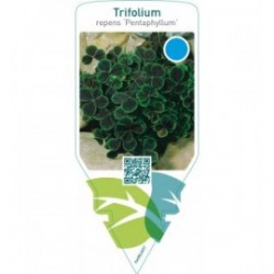 Trifolium repens ‘Pentaphyllum’