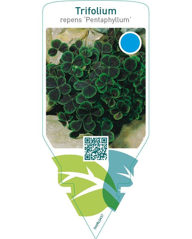Trifolium repens ‘Pentaphyllum’