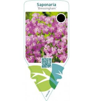 Saponaria ‘Bressingham’