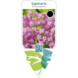 Saponaria ‘Bressingham’