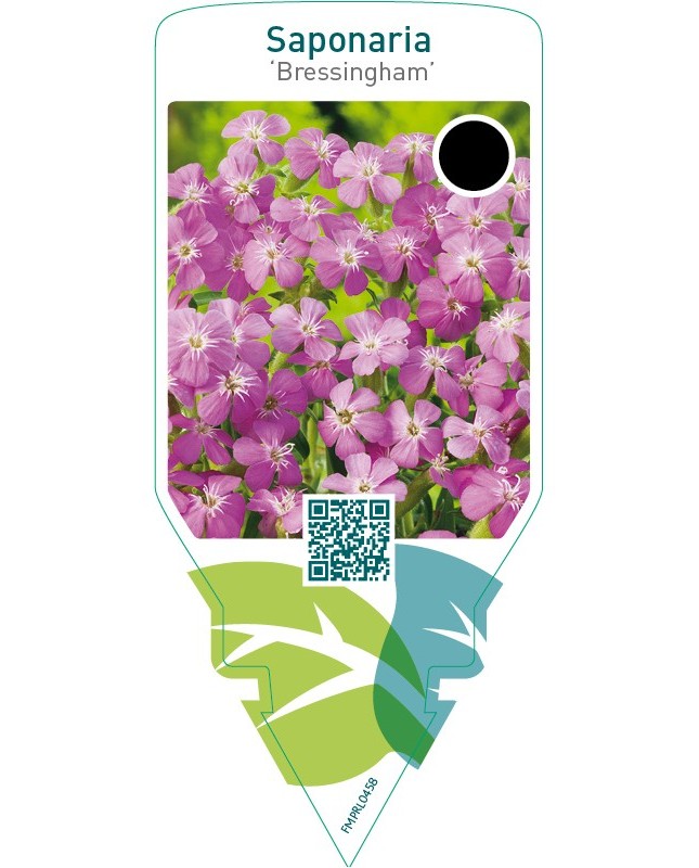 Saponaria ‘Bressingham’