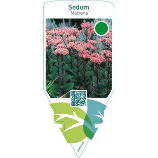 Sedum ‘Matrona’