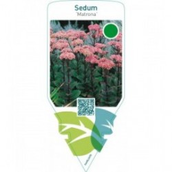 Sedum ‘Matrona’