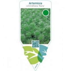 Artemisia schmidtiana ‘Nana’
