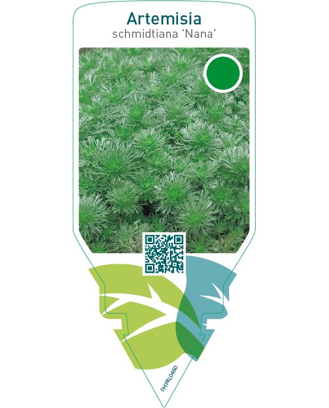 Artemisia schmidtiana ‘Nana’