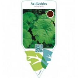 Astilboides tabularis