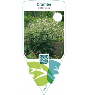 Crambe cordifolia