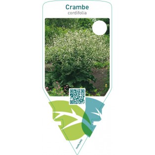 Crambe cordifolia