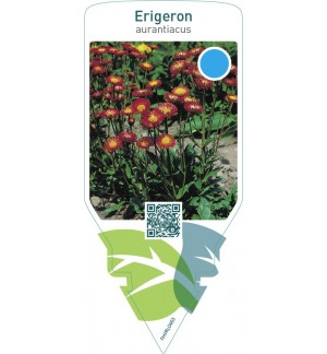 Erigeron aurantiacus  orange