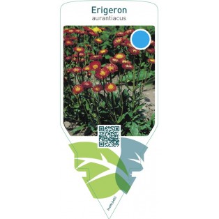 Erigeron aurantiacus  orange
