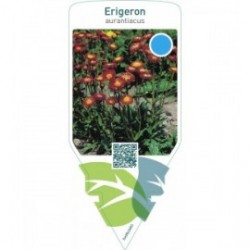 Erigeron aurantiacus  orange