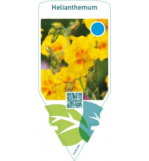 Helianthemum  yellow