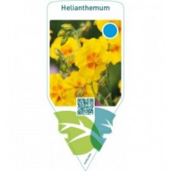 Helianthemum  yellow