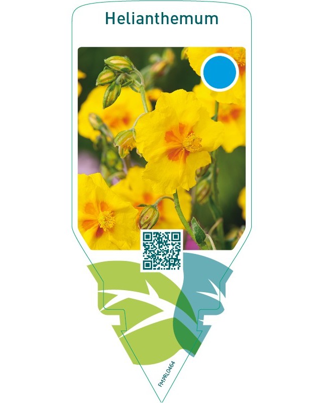 Helianthemum  yellow