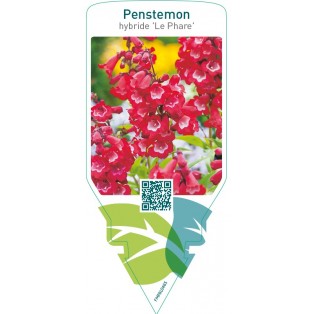 Penstemon hybride ‘Le Phare’