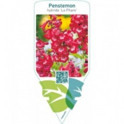 Penstemon hybride ‘Le Phare’