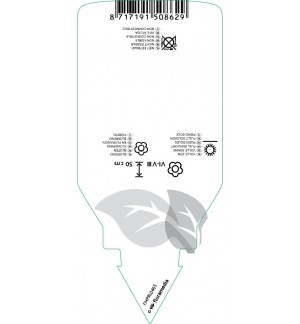 Etichette di Penstemon hybridi ‘Le Phare’ *