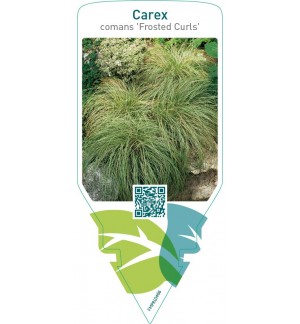 Carex comans ‘Frosted Curls’