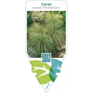 Carex comans ‘Frosted Curls’