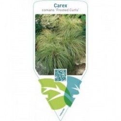 Carex comans ‘Frosted Curls’