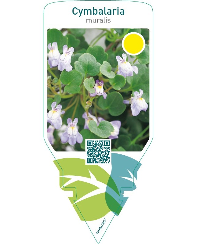 Cymbalaria muralis