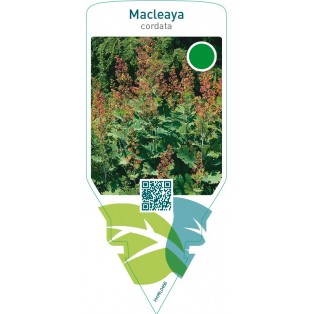Macleaya cordata