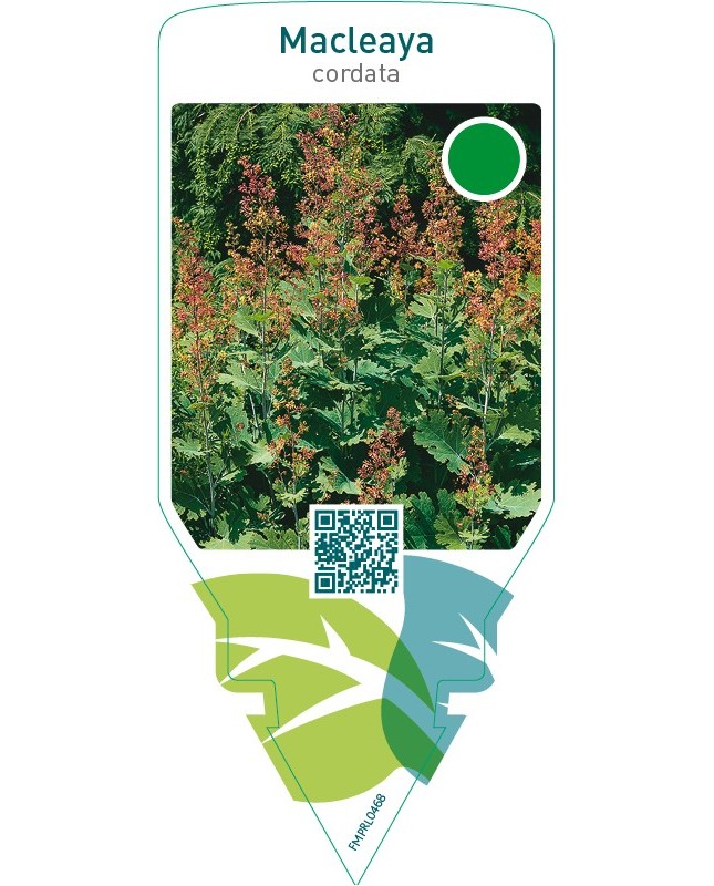 Macleaya cordata
