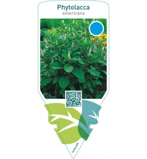 Phytolacca americana