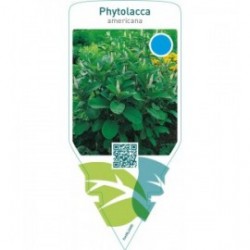 Phytolacca americana