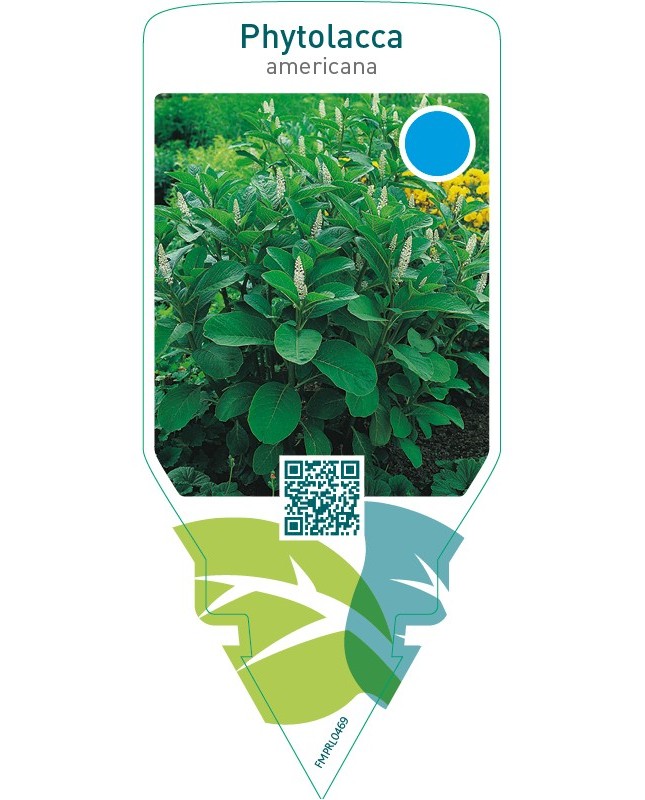 Phytolacca americana