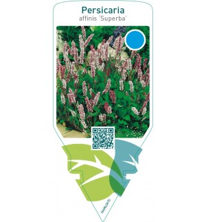 Persicaria affinis ‘Superba’