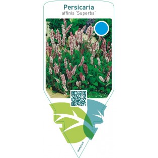 Persicaria affinis ‘Superba’