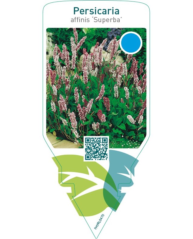 Persicaria affinis ‘Superba’