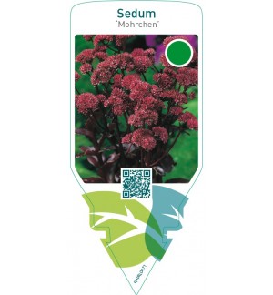 Sedum ‘Mohrchen’