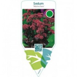 Sedum ‘Mohrchen’