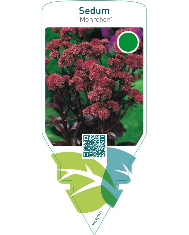 Sedum ‘Mohrchen’