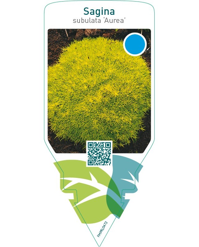 Sagina subulata ‘Aurea’