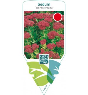 Sedum ‘Herbstfreude’