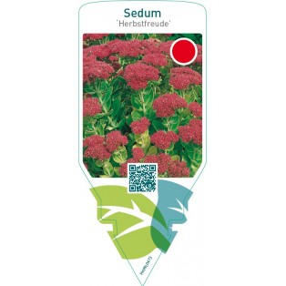 Sedum ‘Herbstfreude’