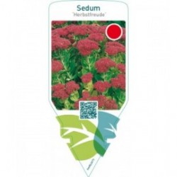 Sedum ‘Herbstfreude’