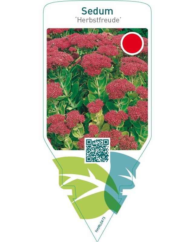 Sedum ‘Herbstfreude’