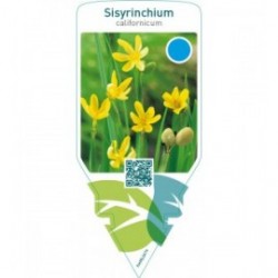 Sisyrinchium californicum