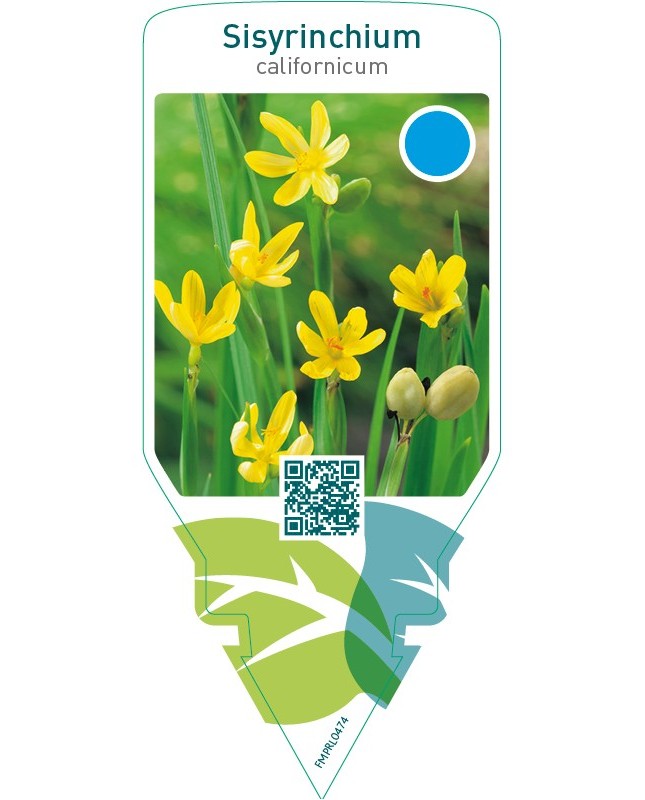 Sisyrinchium californicum