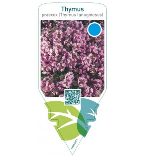 Thymus praecox (Thymus lanuginosus)