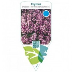 Thymus praecox (Thymus lanuginosus)