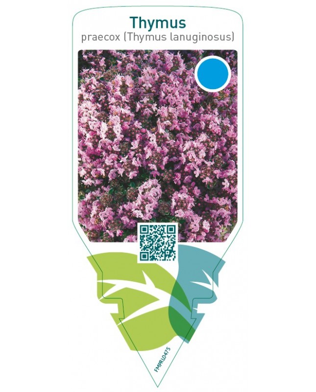 Thymus praecox (Thymus lanuginosus)