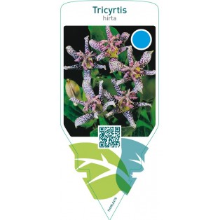 Tricyrtis hirta